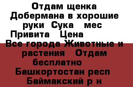 Отдам щенка Добермана в хорошие руки. Сука 5 мес. Привита › Цена ­ 5 000 - Все города Животные и растения » Отдам бесплатно   . Башкортостан респ.,Баймакский р-н